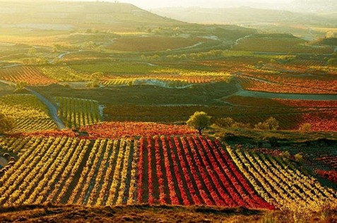 La Rioja tierra de vinos y monasterios
