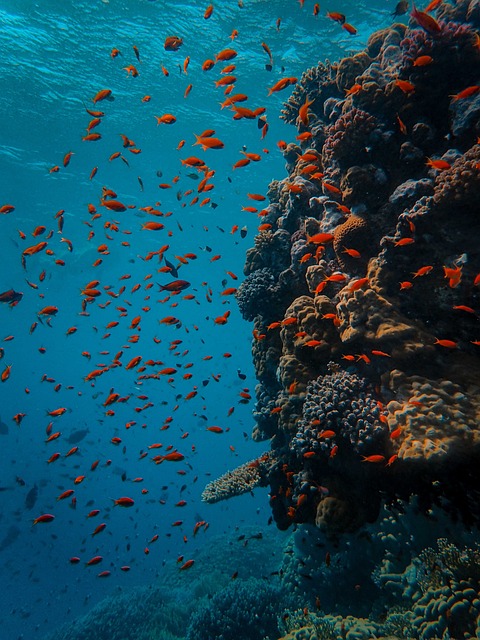 Destinos para los amantes del buceo: explora las maravillas submarinas